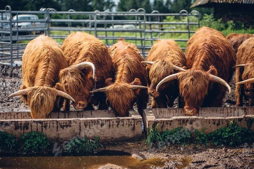 Preview: Herd of brown bulls drinking water from the ditch