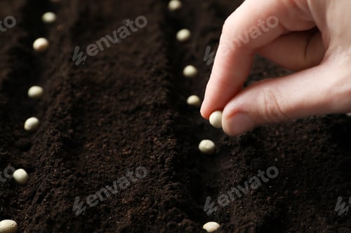 Preview: Woman planting peas into fertile soil, closeup. Vegetable seeds