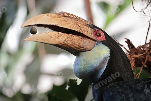 Preview: Wreathed Hornbill Rhyticeros female undulatus in wild