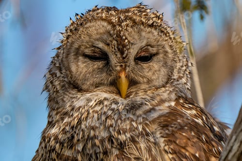 Preview: a brown and white owl sitting on top of a tree