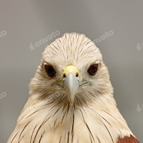 Preview: Brahminy Kite