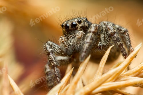 Preview: Small jumping spider, close-up image, space for text