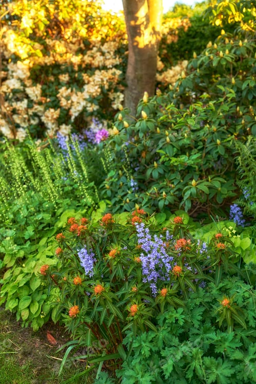 Preview: Garden flowers in summertime. A photo of beautiful garden details.