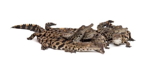 Preview: Group of Young West African slender-snouted crocodile, Mecistops