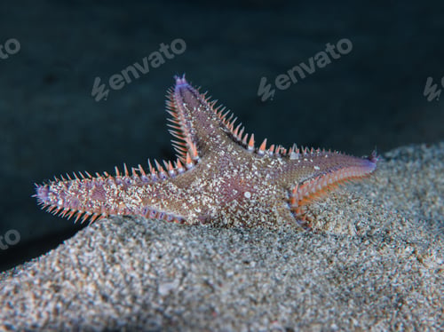Preview: A sea star emerging from the sandy sea bed