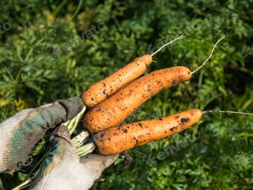 Preview: Picking carrot in the garden