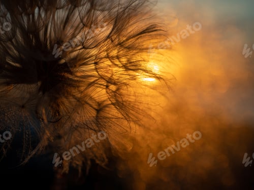 Preview: Natural background of the sunset sky with dandelion fluff