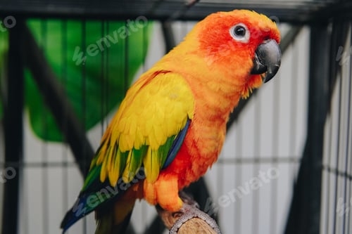 Preview: Sun Conure, a yellow and green parrot is perched on a wooden branch inside a cage.