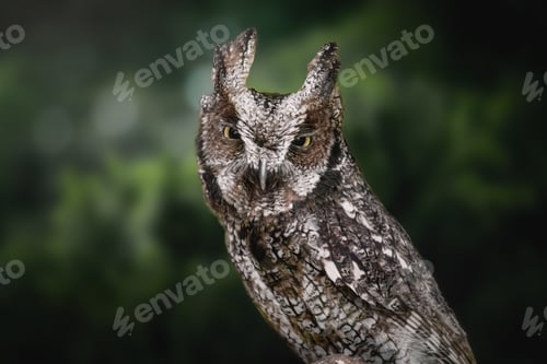 Preview: Tropical Screech Owl (Megascops choliba) - nocturnal bird of prey