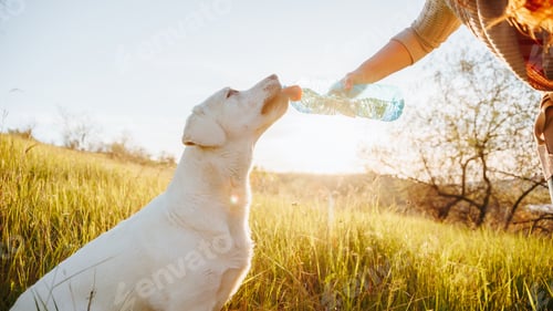 Preview: Dog drinks water from bottle in grassy field during golden hour outside