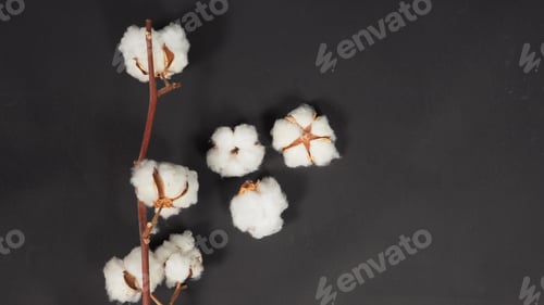 Preview: Cotton flowers on black background.