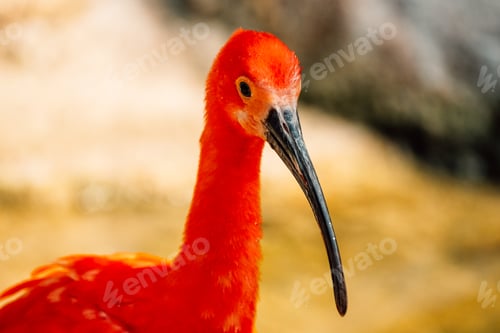 Preview: A vivid Scarlet Ibis stands gracefully in water, its vibrant plumage reflecting on the surface