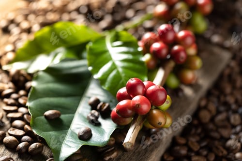 Preview: Coffee beans on coffee green leaves on wooden background, Fresh coffee beans on wooden background