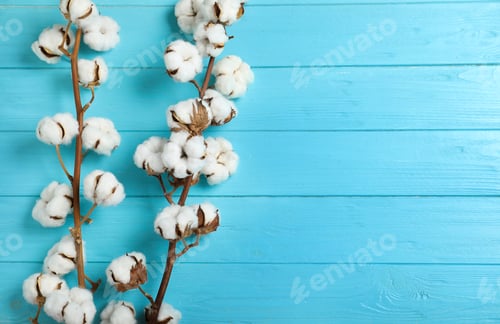 Preview: Flat lay composition with branches of cotton plant on light blue wooden background. Space for text