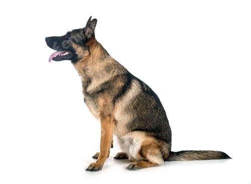 Preview: young german shepherd