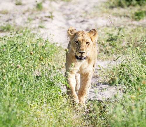 Preview: A Beautiful Botswana Wildlife in picture of World