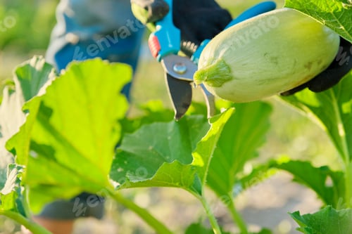 Preview: Zucchini harvest in field, farmer's hands with pruner