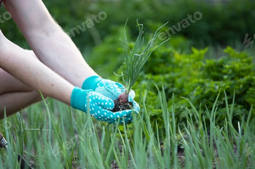 Preview: Closeup photo of man digging out onion with spade