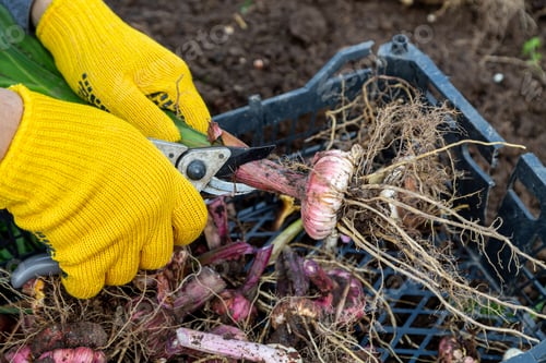 Preview: Garden pruning shears are yellow. Hands with gloves. Bulb of gladioli without soil