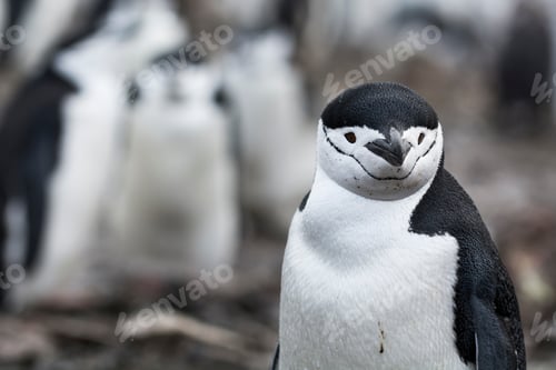 Preview: Chinstrap Penguin (Pygoscelis antarcticus), Half Moon Island, Antarctica