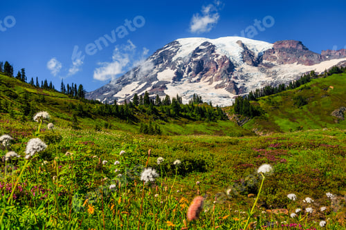 Preview: Mountain Rainier From The Skyline Trail In Paradise Valley, Mt Rainier National Park, Washington