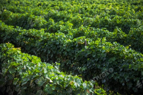 Preview: Vineyard with rows of green grape vines for making wine at a winery, Cafayate, Salta Province, North
