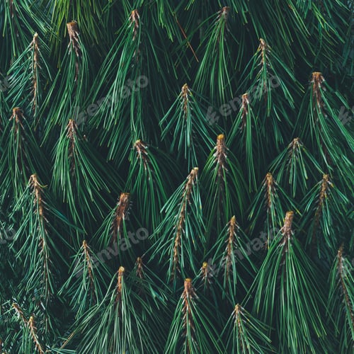 Preview: Creative pattern made of pine tree branches. Nature background. Flat lay.