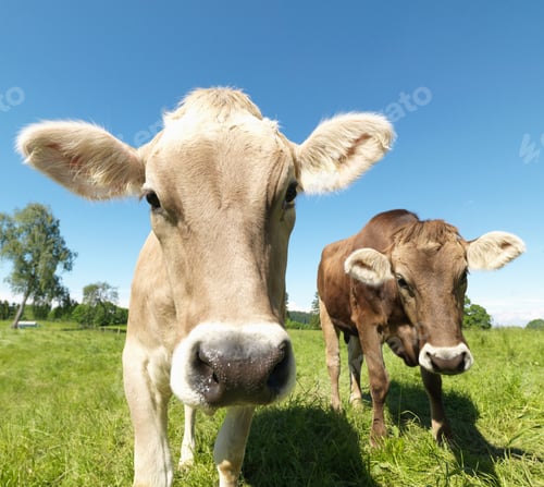 Preview: Cows in field