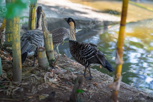 Preview: Nene or Hawaiian Goose (Branta sandvicensis)