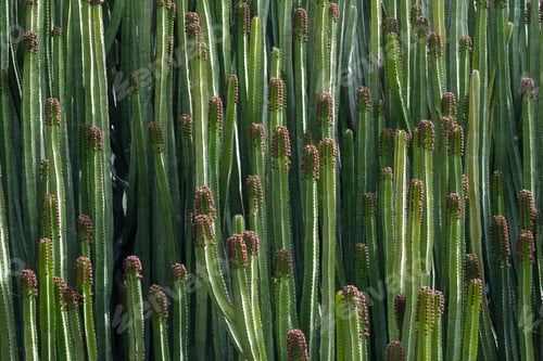 Preview: Dark green dense cactus