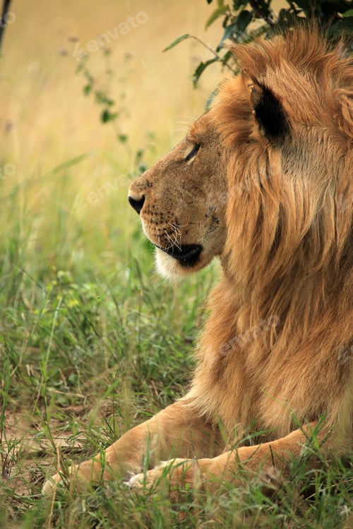 Preview: Male Lion - Kenya