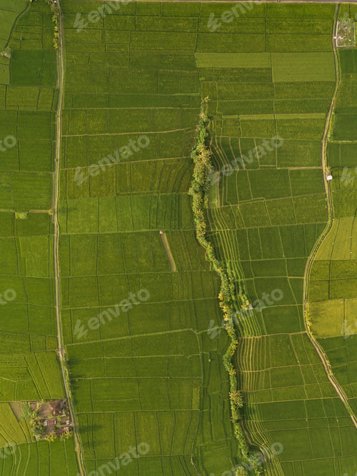 Preview: Aerial view of rice fields,Bali,Indonesia