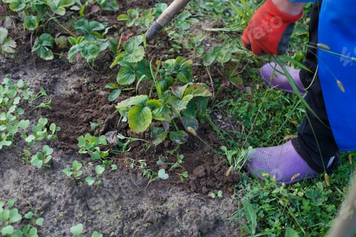 Preview: Woman weed the weeds of strawberry in the field, work process