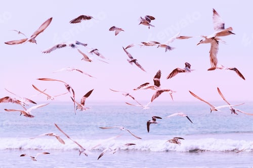 Preview: Seagulls flying over the sea waves