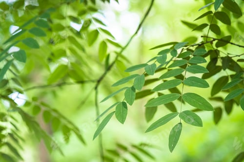 Preview: Green leaves with sunlight and shadow
