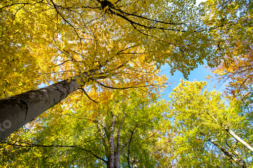 Preview: Perspective from down to up view of autumn forest with bright orange and yellow leaves. Dense woods