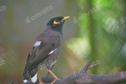 Preview: The common myna or Indian myna, Acridotheres tristis