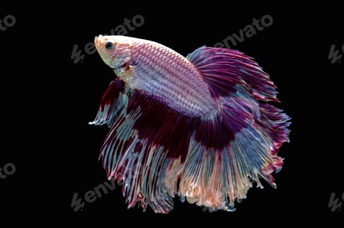Preview: Betta Siamese aquarium fighting fish, black background