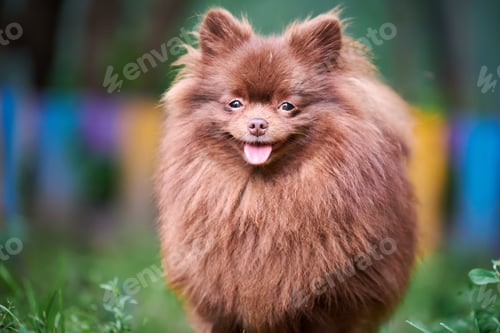 Preview: Pomeranian Spitz brown dog in garden