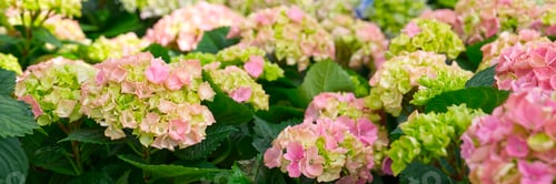 Preview: Blooming Colorful flowers of hydrangea, Hydrangea macrophylla. Cultivar bigleaf hydrangea.