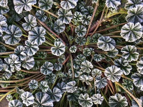 Preview: Frozen grass