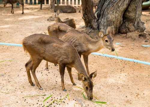 Preview: Two young brown deer in stall