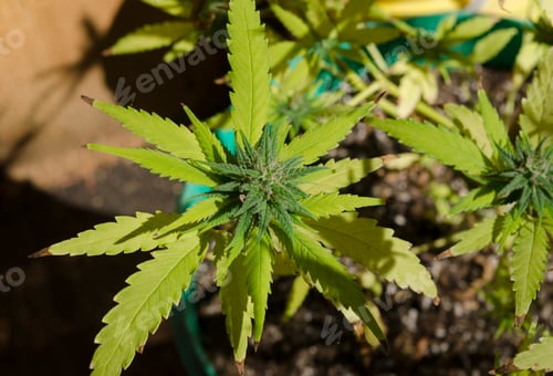 Preview: cannabis flower top view, potted medicinal marijuana plant