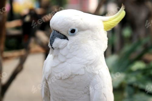 Preview: Cockatoo Against Blurred Background