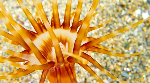 Preview: Sea Anemone, Cabo Cope-Puntas del Calnegre Regional Park, Spain