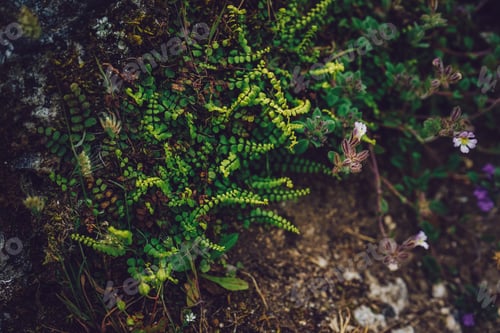 Preview: Beautiful shot of wild flowers