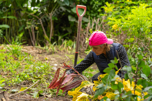 Preview: Experienced gardener planting new flowers in a nursery