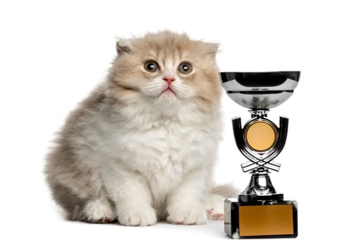 Preview: Highland Fold kitten with trophy looking up isolated on white