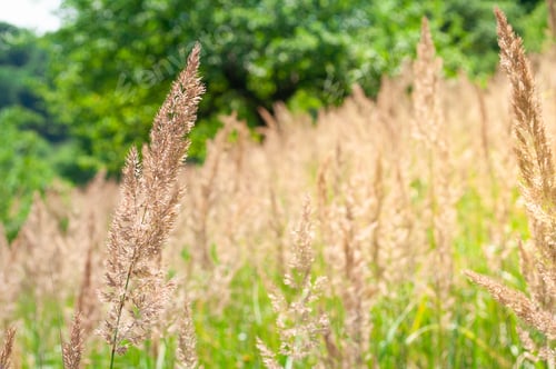 Preview: Summer abstract nature background with dry grass in sunlight in the meadow. Beautiful nature scene
