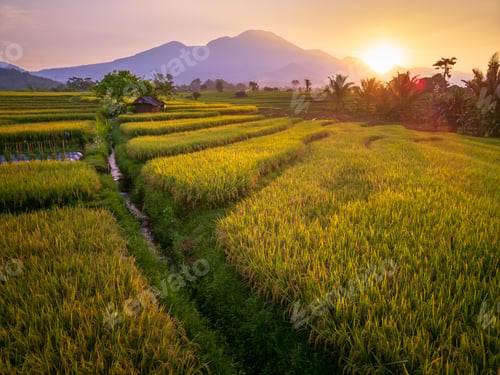 Preview: indonesia beauty landscape paddy fields in north bengkulu natural beautiful morning vie